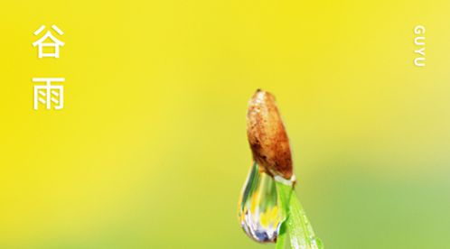 谷雨|雨生百谷,萬象更新【杭州易造】