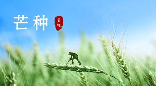 芒種 | 風吹麥成浪，蟬鳴夏始忙【杭州易造】