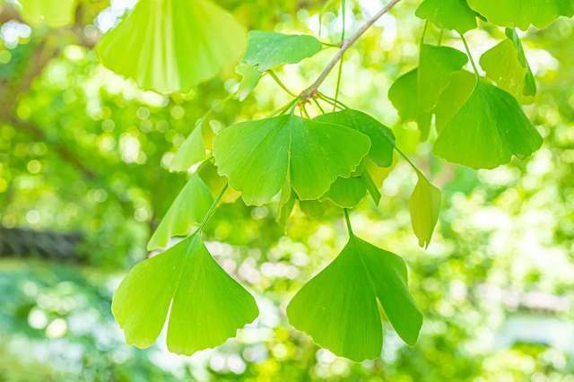 植樹節(jié)-春風(fēng)十里，正“植”有你【杭州易造】