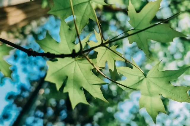 植樹節(jié)-春風(fēng)十里，正“植”有你【杭州易造】
