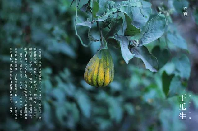 立夏六｜春光忽盡，夏木成陰【杭州易造】