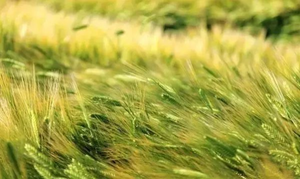立夏六｜春光忽盡，夏木成陰【杭州易造】