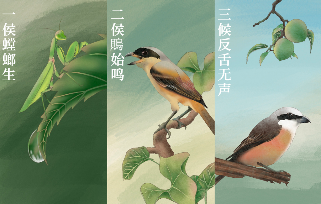 芒種 | 風(fēng)吹麥成浪，蟬鳴夏始忙-三候