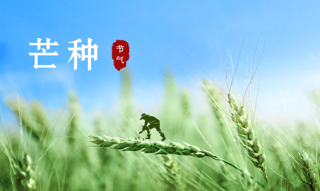 芒種 | 風(fēng)吹麥成浪，蟬鳴夏始忙【杭州易造】